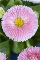 Bellis perennis, rosa - Bellis perennis, rosa