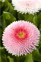 Bellis perennis, rosa - Bellis perennis, rosa