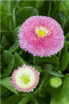 Bellis perennis, rosa - Bellis perennis, rosa