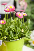 Bellis perennis, rosa - Bellis perennis, rosa