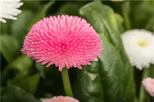Bellis perennis, rosa - Bellis perennis, rosa