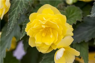 Begonia 'Non-Stop'® - Knollenbegonien'Non-Stop'® Begonia 'Non-Stop'® - Knollenbegonien'Non-Stop'®