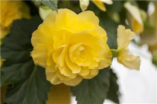 Begonia 'Non-Stop'® - Knollenbegonien'Non-Stop'® Begonia 'Non-Stop'® - Knollenbegonien'Non-Stop'®