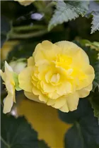 Begonia 'Non-Stop'® - Knollenbegonien'Non-Stop'® Begonia 'Non-Stop'® - Knollenbegonien'Non-Stop'®