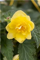 Begonia 'Non-Stop'® - Knollenbegonien'Non-Stop'® Begonia 'Non-Stop'® - Knollenbegonien'Non-Stop'®