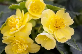 Begonia 'Non-Stop'® - Knollenbegonien'Non-Stop'® Begonia 'Non-Stop'® - Knollenbegonien'Non-Stop'®