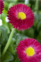 Bellis perennis, rot - Bellis perennis, rot Bellis perennis, rot - Bellis perennis, rot