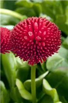 Bellis perennis, rot - Bellis perennis, rot Bellis perennis, rot - Bellis perennis, rot