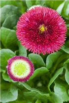 Bellis perennis, rot - Bellis perennis, rot Bellis perennis, rot - Bellis perennis, rot