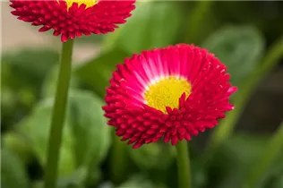 Bellis perennis, rot - Bellis perennis, rot Bellis perennis, rot - Bellis perennis, rot