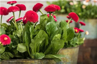 Bellis perennis, rot - Bellis perennis, rot Bellis perennis, rot - Bellis perennis, rot