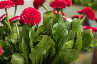 Bellis perennis, rot - Bellis perennis, rot Bellis perennis, rot - Bellis perennis, rot