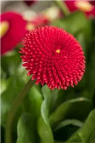 Bellis perennis, rot - Bellis perennis, rot Bellis perennis, rot - Bellis perennis, rot