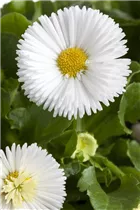 Bellis perennis, weiß - Einfaches Gänseblümchen