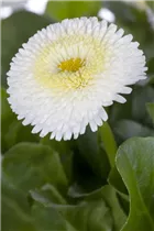 Bellis perennis, weiß - Einfaches Gänseblümchen