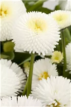 Bellis perennis, weiß - Einfaches Gänseblümchen