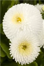 Bellis perennis, weiß - Einfaches Gänseblümchen