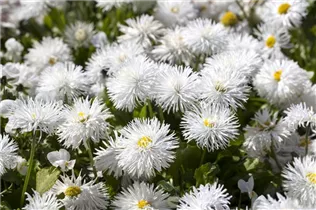 Bellis perennis, weiß - Einfaches Gänseblümchen