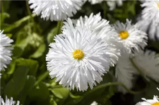 Bellis perennis, weiß - Einfaches Gänseblümchen