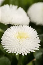 Bellis perennis, weiß - Einfaches Gänseblümchen