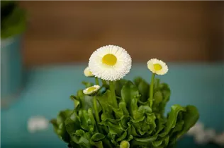 Bellis perennis, weiß - Einfaches Gänseblümchen