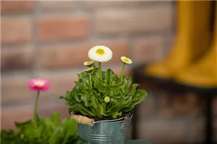 Bellis perennis, weiß - Einfaches Gänseblümchen