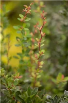 Berberis buxifolia 'Nana' - Grüne Polsterberberitze