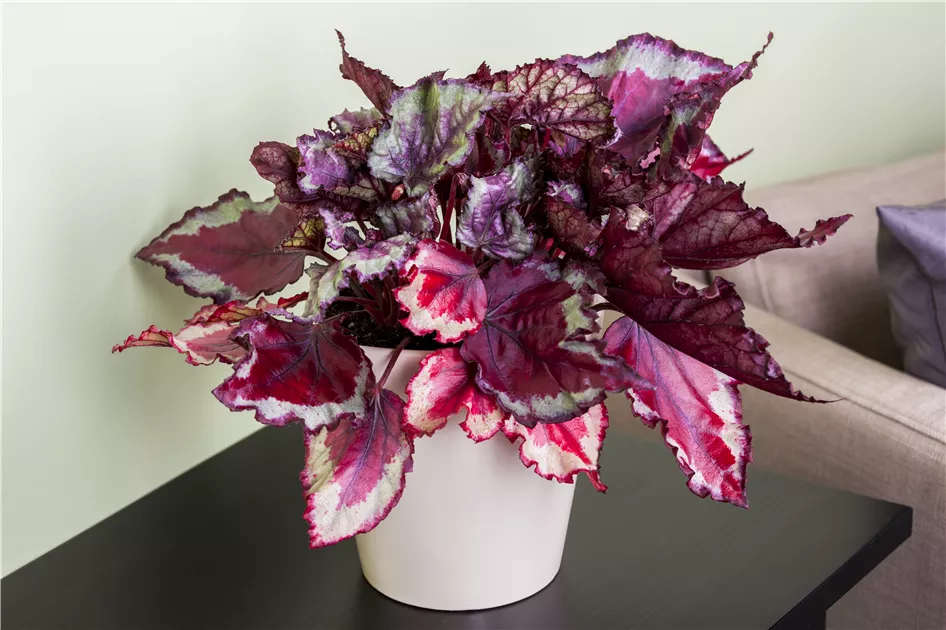 Knigsbegonie, Begonia rex