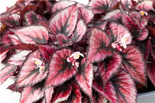 Begonia rex - Königsbegonie Begonia rex - Königsbegonie