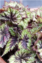 Begonia rex - Königsbegonie Begonia rex - Königsbegonie