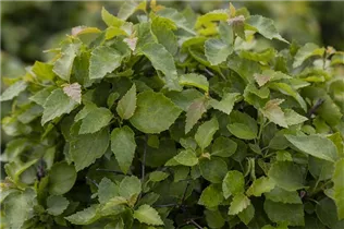 Betula pendula 'Magical Globe' - Lollypopbirke 'Magical Globe'