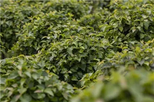 Betula pendula 'Magical Globe' - Lollypopbirke 'Magical Globe'