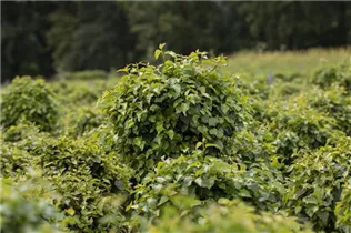 Betula pendula 'Magical Globe' - Lollypopbirke 'Magical Globe'