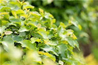 Betula pendula 'Magical Globe' - Lollypopbirke 'Magical Globe'
