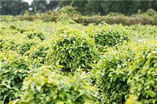 Betula pendula 'Magical Globe' - Lollypopbirke 'Magical Globe'