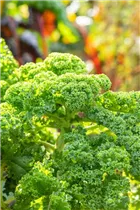 Brassica oleracea var. sabellica - Grünkohl Brassica oleracea var. sabellica - Grünkohl