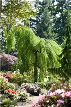 Betula pendula 'Youngii' - Trauerbirke 'Youngii' Betula pendula 'Youngii' - Trauerbirke 'Youngii'