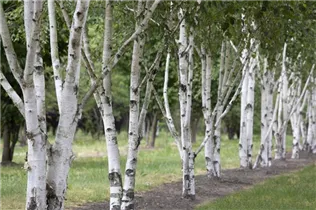 Betula utilis - Himalayabirke