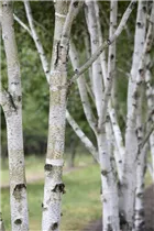 Betula utilis - Himalayabirke