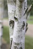 Betula utilis - Himalayabirke