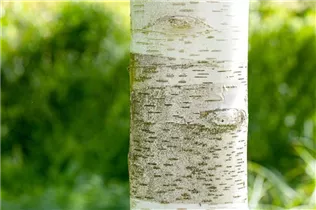 Betula utilis - Himalayabirke