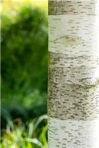 Betula utilis - Himalayabirke