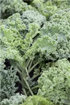 Brassica oleracea var. sabellica 'Halbhoher Grüner Krauser' - Grünkohl 'Halbhoher Grüner Krauser' Brassica oleracea var. sabellica 'Halbhoher Grüner Krauser' - Grünkohl 'Halbhoher Grüner Krauser'
