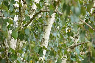 Betula utilis 'Doorenbos' - Himalayabirke 'Doorenbos'