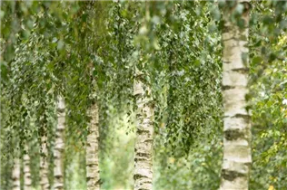 Betula utilis 'Doorenbos' - Himalayabirke 'Doorenbos'