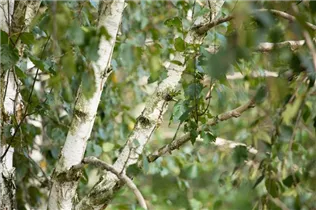 Betula utilis 'Doorenbos' - Himalayabirke 'Doorenbos'