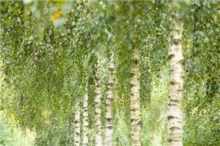 Betula utilis 'Doorenbos' - Himalayabirke 'Doorenbos'