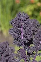 Brassica oleracea var. sabellica, rot - Grünkohl Brassica oleracea var. sabellica, rot - Grünkohl