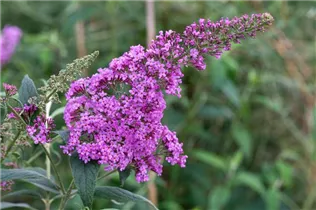 Buddleja davidii 'Pink Delight' - Sommerflieder 'Pink Delight'