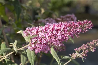 Buddleja davidii 'Pink Delight' - Sommerflieder 'Pink Delight'